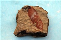 藏品(植物化石)的圖片